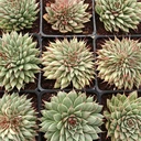 Graptoveria 'Silver Star' [large]