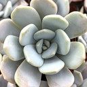 Graptoveria 'Margaret Rose'