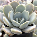 Graptoveria 'Margaret Rose'