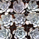 Graptoveria 'Margaret Rose' [large]
