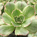 Aeonium 'Activation'