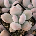 Pachyphytum oviferum