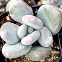 Pachyphytum oviferum - December