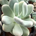 Pachyphytum oviferum - Moonstones [large]