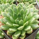 Graptoveria 'Victor Kane' [large]