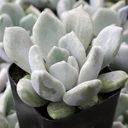 Pachyveria 'Pachyphytoides'