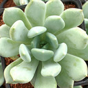 Pachyveria 'Pachyphytoides' [large]