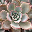Echeveria 'Ionic'