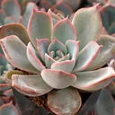 Echeveria 'Ionic'