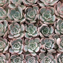 Echeveria 'Ionic'