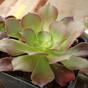 Aeonium 'Exaltation'