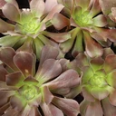 Aeonium 'Exaltation'