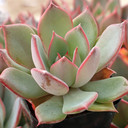 Echeveria 'Iconic'