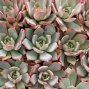 Echeveria 'Iconic'