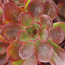 Echeveria 'Holistic'