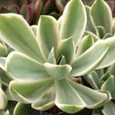Graptoveria 'Variegated Fred Ives'