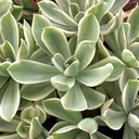 Graptoveria 'Variegated Fred Ives'