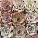 Echeveria 'Aerobic'