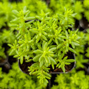 Sedum japonicum var. senanense