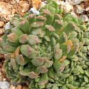 Prometheum chrysanthum (Outdoors) - November