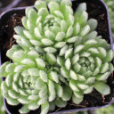 Prometheum chrysanthum [exclusive]