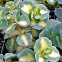 Sedum sieboldii f. variegatum
