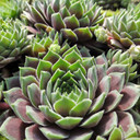 Sempervivum marmoreum erythraeum