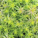 Sedum reflexum 'Angelina' - Summer