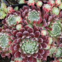 Sempervivum pittonii (Mature) - April