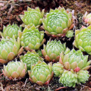 Sempervivum pumilum f/ Armchi