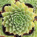 Sempervivum villosum