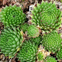 Sempervivum barbulatum 'Hookerii' - March