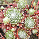 Sempervivum arachnoideum 'Kappa' (Mature) - May