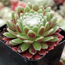 Sempervivum arachnoideum 'Robin' - June