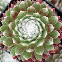 Sempervivum arachnoideum 'Robin' - June