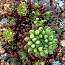 Sempervivum calcareum 'Grigg's Surprise' (Outdoors) - May