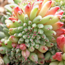 Sempervivum calcareum 'Grigg's Surprise' (Outdoors) - August