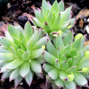 Sempervivum globiferum ssp. globiferum