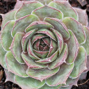 Sempervivum tectorum (boissieri) (Mature) - Winter