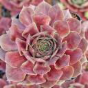 Sempervivum 'Lowes 60' (Mature) - April
