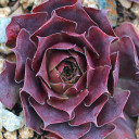 Sempervivum 'Lowes 60' (Outdoors) - January