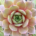 Sempervivum 'Lentezon' (Young) - May