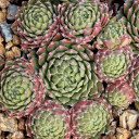 Sempervivum 'Jubilee' (Outdoors) - November