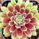 Sempervivum 'Jubilee' (Young) - March