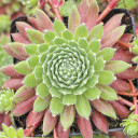 Sempervivum 'Jubilee' (Mature) - May