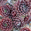 Sempervivum 'Jubilee' (Outdoors) - May