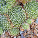 Sempervivum 'Jubilee' (Outdoors) - August