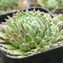 Sempervivum 'King George' - February