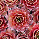 Sempervivum 'Old Copper' (Mature) - Winter