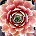 Sempervivum 'Old Copper' (Young) - April